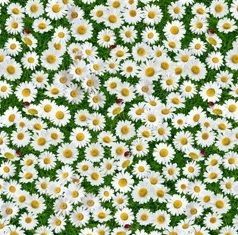 Клеенка на нетк.основе "Florista" 1765-00 (1,40х20м)